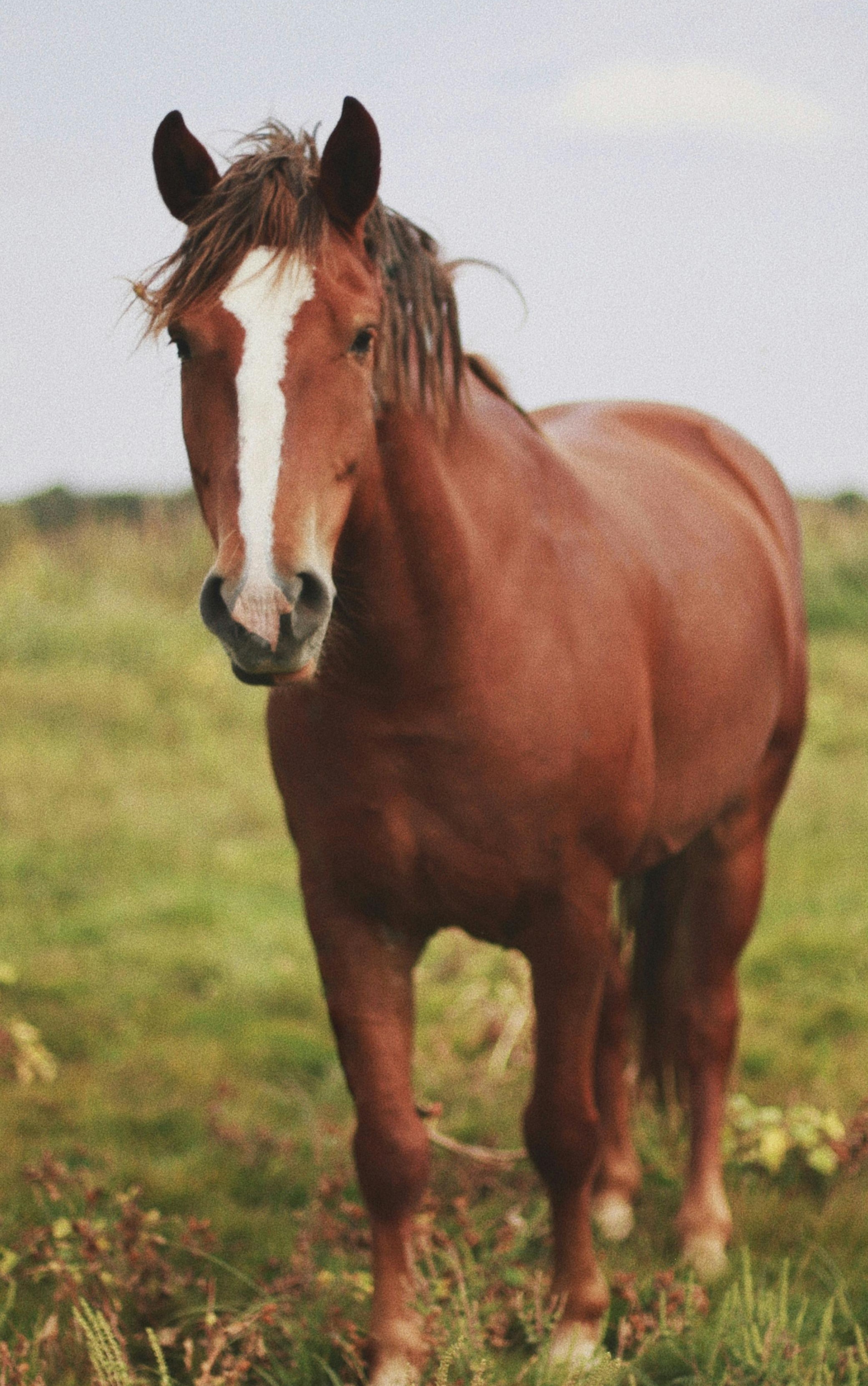 Cheval en pension équine