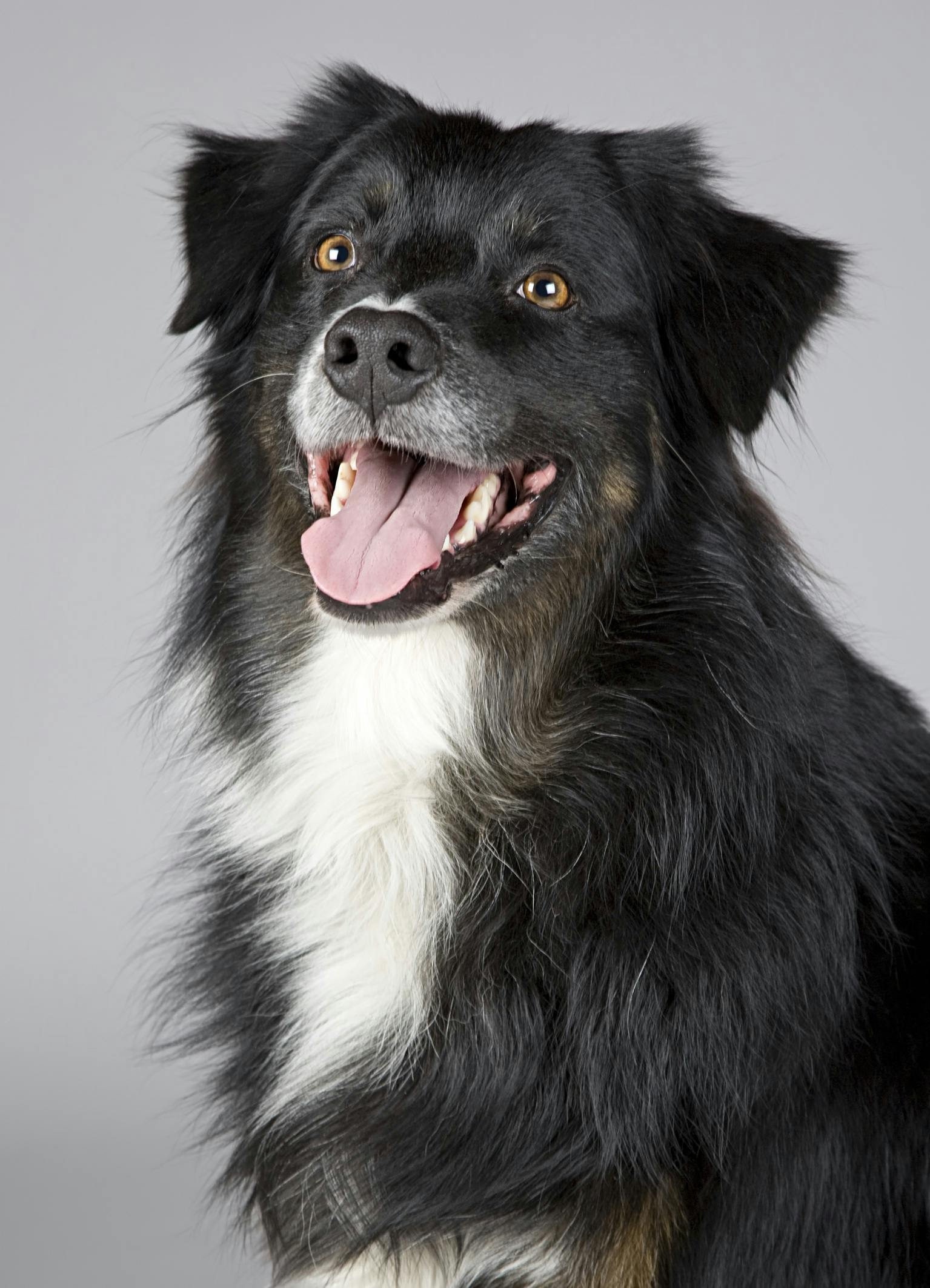 Chien en pension canine